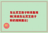 东北灵芝孢子粉采集视频(采摘东北灵芝孢子粉的视频展示)
