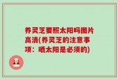养灵芝要照太阳吗图片高清(养灵芝的注意事项：晒太阳是必须的)