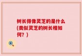 树长得像灵芝的是什么(类似灵芝的树长相如何？)