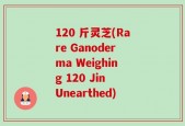 120 斤灵芝(Rare Ganoderma Weighing 120 Jin Unearthed)