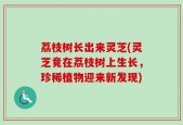 荔枝树长出来灵芝(灵芝竟在荔枝树上生长，珍稀植物迎来新发现)