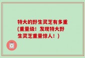特大的野生灵芝有多重(重量级！发现特大野生灵芝重量惊人！)