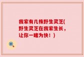 我家有几株野生灵芝(野生灵芝在我家生长，让你一睹为快！)