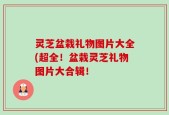 灵芝盆栽礼物图片大全(超全！盆栽灵芝礼物图片大合辑！
