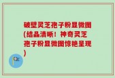 破壁灵芝孢子粉显微图(结晶清晰！神奇灵芝孢子粉显微图惊艳呈现)