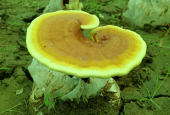 过期的灵芝孢子粉还能吃吗？为了安全最好这样