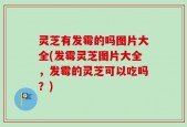 灵芝有发霉的吗图片大全(发霉灵芝图片大全，发霉的灵芝可以吃吗？)
