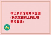 树上长灵芝照片大全图(长灵芝在树上的壮观照片集锦)