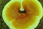 灵芝孢子粉对胃好吗？居然还有这种说法！