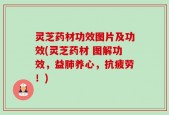 灵芝药材功效图片及功效(灵芝药材 图解功效，益肺养心，抗疲劳！)