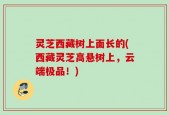灵芝西藏树上面长的(西藏灵芝高悬树上，云端极品！)