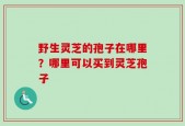 野生灵芝的孢子在哪里？哪里可以买到灵芝孢子