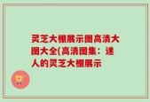 灵芝大棚展示图高清大图大全(高清图集：迷人的灵芝大棚展示