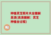 种植灵芝照片大全图解高清(高清图解：灵芝种植全过程)