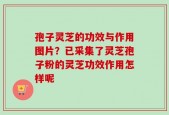 孢子灵芝的功效与作用图片？已采集了灵芝孢子粉的灵芝功效作用怎样呢