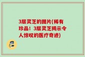 3层灵芝的图片(稀有珍品！3层灵芝揭示令人惊叹的医疗奇迹)