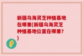 新疆乌海灵芝种植基地在哪里(新疆乌海灵芝种植基地位置在哪里？)