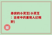 条状的小灵芝(小灵芝：古老中药重现人们视野)