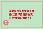 浮梁有没有野生灵芝种植(江西浮梁现野生灵芝 种植情况如何？)