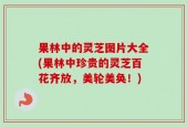 果林中的灵芝图片大全(果林中珍贵的灵芝百花齐放，美轮美奂！)