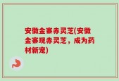 安徽金寨赤灵芝(安徽金寨现赤灵芝，成为药材新宠)