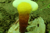 灵芝孢子粉会使血糖升高吗？到底怎么回事呢
