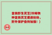 畲族野生灵芝(珍稀物种畲族灵芝遭遇抢劫，野外保护亟待加强！)