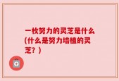 一枚努力的灵芝是什么(什么是努力培植的灵芝？)