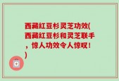 西藏红豆杉灵芝功效(西藏红豆杉和灵芝联手，惊人功效令人惊叹！)