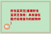 野生蓝灵芝(重要野生蓝灵芝发现：具有潜在医疗应用潜力的新物种)