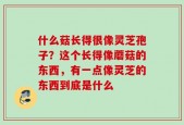 什么菇长得很像灵芝孢子？这个长得像蘑菇的东西，有一点像灵芝的东西到底是什么