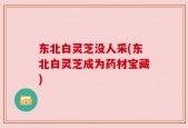东北白灵芝没人采(东北白灵芝成为药材宝藏)
