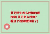 灵芝野生怎么种植的呢视频(灵芝怎么种植？看这个视频就知道了)