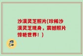 沙漠灵芝照片(珍稀沙漠灵芝现身，震撼照片惊艳世界！)