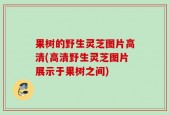 果树的野生灵芝图片高清(高清野生灵芝图片展示于果树之间)