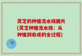 灵芝的种植流水线图片(灵芝种植流水线：从种植到收成的全过程)