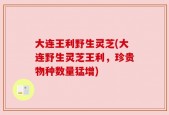 大连王利野生灵芝(大连野生灵芝王利，珍贵物种数量猛增)