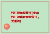 钱江源破壁灵芝(金华钱江源出现破壁灵芝，受重视)
