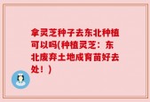 拿灵芝种子去东北种植可以吗(种植灵芝：东北废弃土地成育苗好去处！)