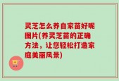 灵芝怎么养自家苗好呢图片(养灵芝苗的正确方法，让您轻松打造家庭美丽风景)