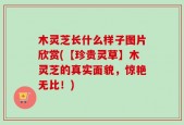 木灵芝长什么样子图片欣赏(【珍贵灵草】木灵芝的真实面貌，惊艳无比！)