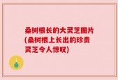 桑树根长的大灵芝图片(桑树根上长出的珍贵灵芝令人惊叹)