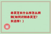 赤灵芝长什么样怎么辨别(如何识别赤灵芝？长这样！)