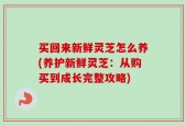 买回来新鲜灵芝怎么养(养护新鲜灵芝：从购买到成长完整攻略)