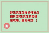 野生灵芝怎样长得快点图片(野生灵芝长势提速攻略，图文并茂！)