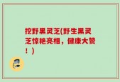 挖野黑灵芝(野生黑灵芝惊艳亮相，健康大赞！)