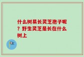 什么树易长灵芝孢子呢？野生灵芝是长在什么树上