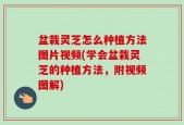 盆栽灵芝怎么种植方法图片视频(学会盆栽灵芝的种植方法，附视频图解)