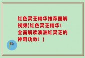 红色灵芝精华推荐图解视频(红色灵芝精华！全面解读澳洲红灵芝的神奇功效！)