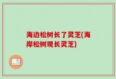海边松树长了灵芝(海岸松树现长灵芝)